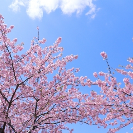 🌸春のお祝い＆お花見シーズン到来！食卓でも春を楽しもう　♪コメント投稿でフレッセイポイントゲット♪